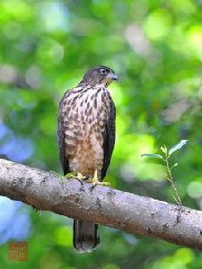 鳳頭蒼鷹 鳳頭蒼鷹