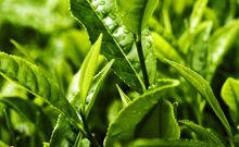 茶[中國傳統飲品]