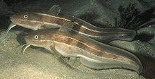 線紋鰻鯰