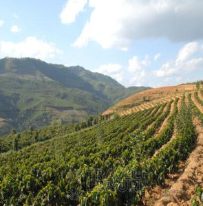 瀾滄崖豆藤 瀾滄崖豆藤