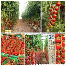 以色列的番茄園
