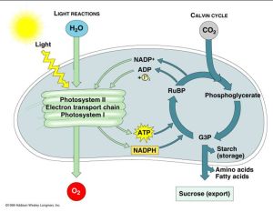 光反應和暗反應