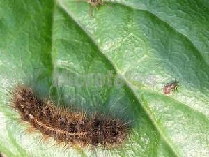 赤松毛蟲(圖二)