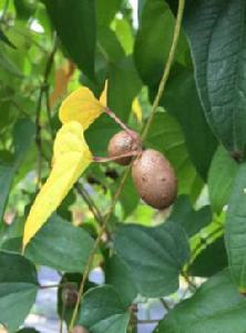 米山藥果 米山藥果