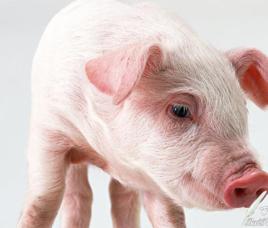 豬濕疹病 豬濕疹病