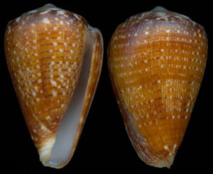 克斯滕芋螺 克斯滕芋螺