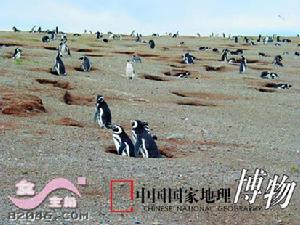 麥哲倫企鵝