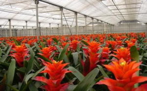 鳳梨亞目 鳳梨亞目