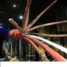 博物館巨型章魚標本