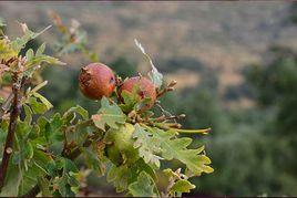 櫟五倍子 櫟五倍子