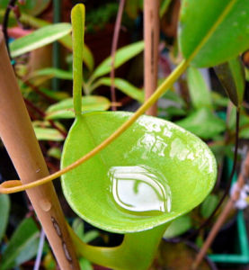 邦蘇豬籠草 邦蘇豬籠草