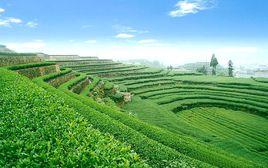 茶鄉思茅 茶鄉思茅