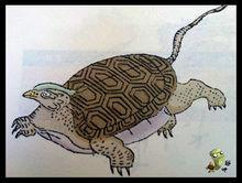 旋龜[爬行綱動物]