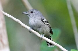 白翅抖尾地雀 白翅抖尾地雀