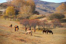 烏蘭布通[內蒙古自治區克什克騰旗西的草原]
