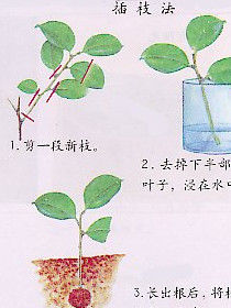 植物繁殖 植物繁殖