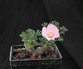 黑皮月界 黑皮月界