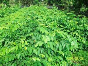 檀香提取物 檀香提取物