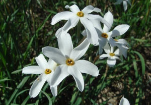 雉眼水仙 雉眼水仙