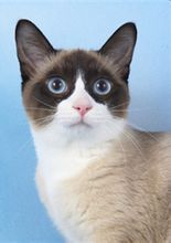 TICA2012-2013年度，成貓組第一