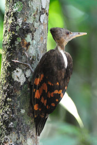 橙背啄木鳥 橙背啄木鳥