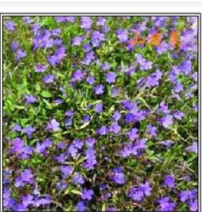 毛萼山梗菜 毛萼山梗菜