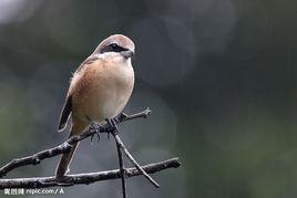 麻雀[青春文學作家郭妮作長篇小說]