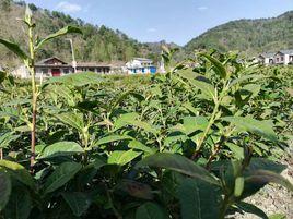 寧強雀舌 寧強雀舌