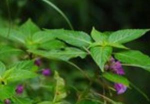 蒼山鳳仙花 蒼山鳳仙花