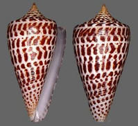 洛倫齊娜芋螺 洛倫齊娜芋螺