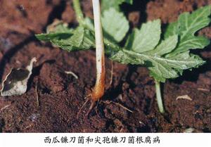 西瓜鐮刀菌根腐病 西瓜鐮刀菌根腐病