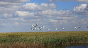 黑龍江扎龍國家級自然保護區