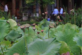 褪卻紅衣學淡妝 褪卻紅衣學淡妝