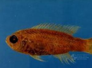 大眼藍紋鱸 大眼藍紋鱸