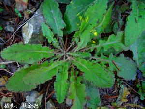 叉枝黃鵪菜 叉枝黃鵪菜