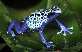 鈷藍箭毒蛙