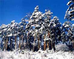 長白山冬訓中心