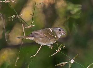 黃額食籽雀 黃額食籽雀