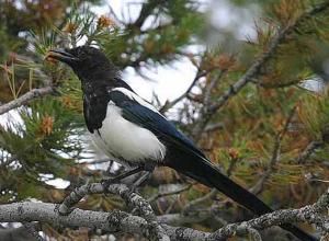 維山棘尾雀 維山棘尾雀