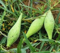 細弱杜莖山 細弱杜莖山