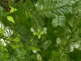 三尖杉根 三尖杉根