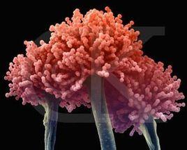 紅麴黴菌 紅麴黴菌