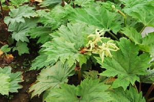 掌葉大黃 掌葉大黃