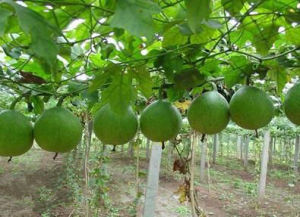 糙籽栝樓 糙籽栝樓