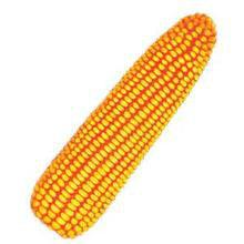 九單50號 九單50號