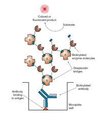 ELISA[酶聯免疫吸附劑測定]