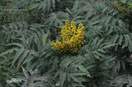 細葉十大功勞[細葉十大功勞]