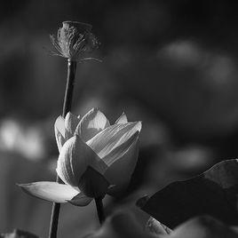 鉛華[張秋寒小說]