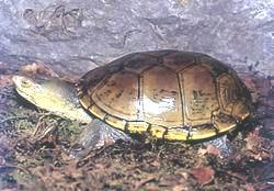 西部黃動胸龜 西部黃動胸龜