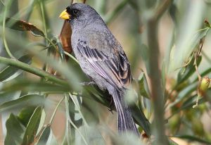 斑尾栗臀雀 斑尾栗臀雀